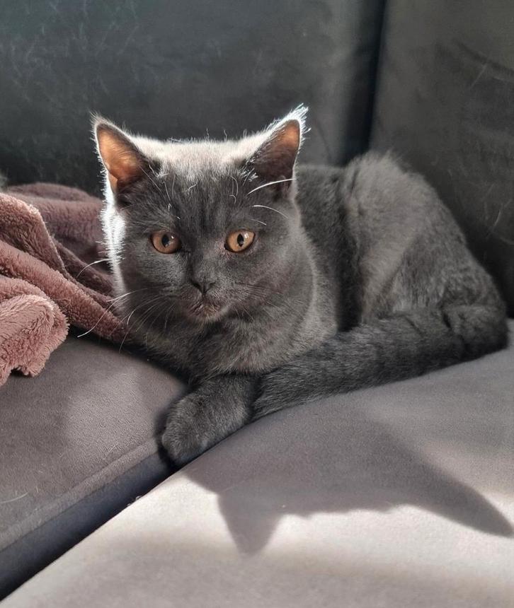 Britse korthaar kittens, Dieren en Toebehoren, Katten en Kittens | Raskatten | Korthaar, Meerdere dieren, Ontwormd