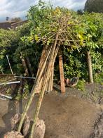 Lei bomen . Laurier. Liquidambar.plataan. Fruit . Magnolia, Tuin en Terras, Planten | Bomen, Ophalen of Verzenden, Halfschaduw