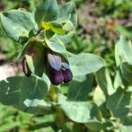 Wasbloem Cerinthe Major, Ophalen of Verzenden, Voorjaar, Volle zon, Zaad