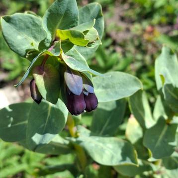 Wasbloem Cerinthe Major beschikbaar voor biedingen