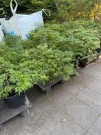 Acer palmatum Dissectum, Tuin en Terras, Bloeit niet, Halfschaduw, Minder dan 100 cm, Overige soorten