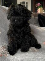 Maltipoo reutje, Parvo, Reu, 8 tot 15 weken, Eén hond