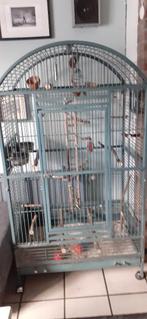 Te koop mooie grote papagaaien kooi, Dieren en Toebehoren, Vogels | Parkieten en Papegaaien, Meerdere dieren, Papegaai