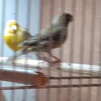 DIT WEEKEND 3 KANARIEPOPPEN VOOR 40,=, Dieren en Toebehoren, Vogels | Kanaries, Vrouwelijk, Kleurkanarie