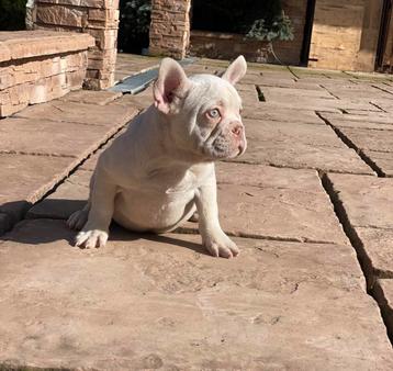 Prachtige Franse Bulldog platina tan reu