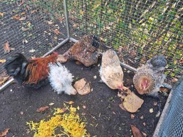 Fantastische groep 1-4 Cochin kriel cochins krulveer porsele beschikbaar voor biedingen