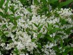 Deutzia gracilis, of bruidsbloem🌿, Zomer, Vaste plant, Ophalen of Verzenden, Overige soorten