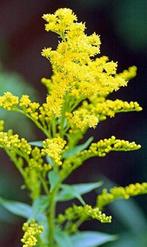 Guldenroede in pot - Prachtige vaste plant!, Ophalen of Verzenden, Zomer, Vaste plant, Volle zon