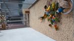 Vogels.    Agaponis
