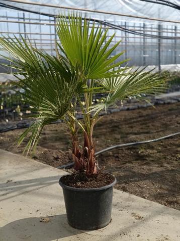 Washingtonia Robusta, Mexicaanse waaierpalm 3x in 27cm pot beschikbaar voor biedingen