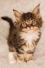 Maine Coon poes kittens met stamboom, Poes, Gechipt, 0 tot 2 jaar