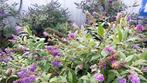 Vlinderstruik lila laagblijvend, Tuin en Terras, Planten | Tuinplanten, Volle zon, Vaste plant, Zomer, Ophalen