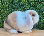 Minilop x Ned Hangoor Dwerg NHD konijn, blauwoog, ingeënt, Dieren en Toebehoren, Konijnen, Vrouwelijk, Dwerg, Hangoor, 0 tot 2 jaar