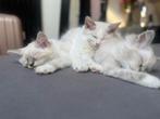 🩵🩷🩵Ragdoll kittens mogen verhuizen, Dieren en Toebehoren, Katten en Kittens | Raskatten | Langhaar, Meerdere dieren, Ontwormd