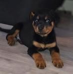 Rottweiler pup, Reu, 8 tot 15 weken, Eén hond, Rottweiler