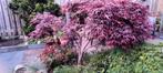 Rode Japanse esdoorn, Tuin en Terras, Planten | Bomen, Overige soorten, Ophalen of Verzenden