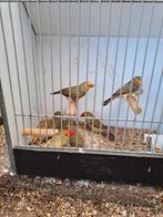 Binsenastrildes, Dieren en Toebehoren, Vogels | Overige Vogels, Meerdere dieren, Tropenvogel