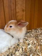 Prachtige minilop rammetje van 14 weken, Dieren en Toebehoren, Konijnen, Mannelijk, Dwerg