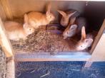 Gele Vlaamse reus konijnen, Dieren en Toebehoren, Groot, Vrouwelijk