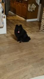 Teefje pomerianian x keeshond, Dieren en Toebehoren, Honden | Poolhonden, Keeshonden en Oertypen, Parvo, Keeshond, 15 weken tot 1 jaar
