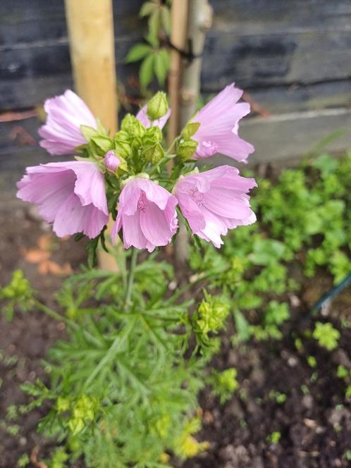 Kaasjeskruid roze, Tuin en Terras, Bloembollen en Zaden, Zaad, Voorjaar, Volle zon, Ophalen of Verzenden