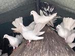 Pauw staart duifjes, Dieren en Toebehoren, Meerdere dieren, Overige soorten