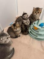 4 kittens over!, Dieren en Toebehoren, Katten en Kittens | Raskatten | Korthaar, Meerdere dieren, Ontwormd