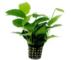 Anubias Nana, Dieren en Toebehoren, Vissen | Aquaria en Toebehoren, Nieuw, Plant(en), Steen of Hout, Ophalen of Verzenden