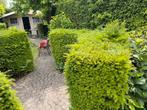 Taxus GRATIS zelf uitgraven, Tuin en Terras, Ophalen, Taxus, 100 tot 250 cm
