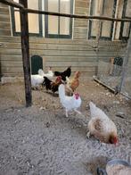 6 oude legkippen, Dieren en Toebehoren, Pluimvee, Vrouwelijk, Kip