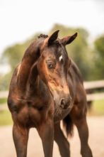 Prachtig dressuur merrie veulen Lantanas x Just Wimphof, Dieren en Toebehoren, Paarden, Merrie, Dressuurpaard, 0 tot 2 jaar