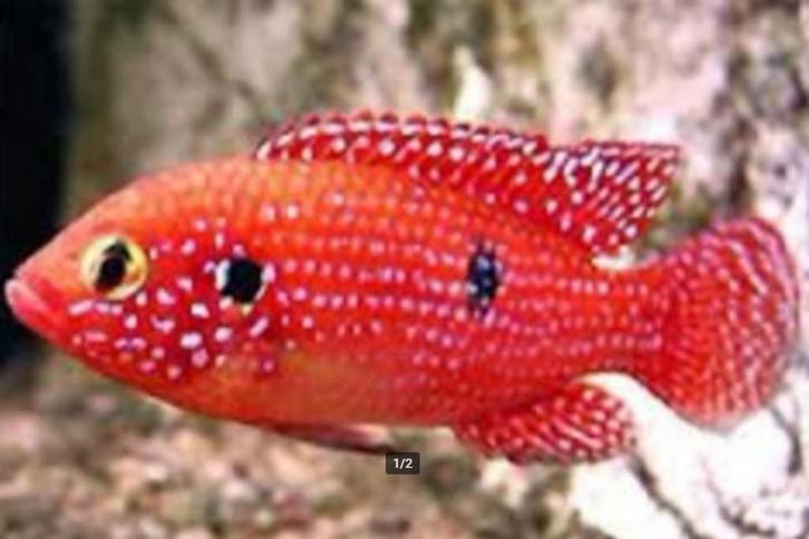 Rode acara - Koidream Valburg, Dieren en Toebehoren, Vissen | Aquariumvissen, Zoetwatervis, Vis