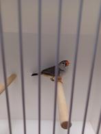 Zebravink Oranjeborst/zwartborst grijs pop, Dieren en Toebehoren, Vogels | Overige Vogels, Vrouwelijk, Geringd