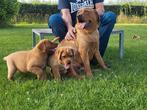 Redfox Labrador pups met FCI stamboom., Dieren en Toebehoren, Honden | Retrievers, Spaniëls en Waterhonden, Reu, 8 tot 15 weken