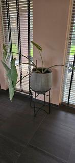 Plantenpot met Standaard, Ophalen