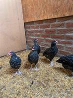 Jonge amrock kippen, 8 hennen, 3 hanen, Dieren en Toebehoren, Pluimvee, Meerdere dieren, Kip