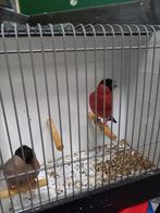 Noorse Goudvinken, Dieren en Toebehoren, Vogels | Overige Vogels, Meerdere dieren, Wildzangvogel, Geringd