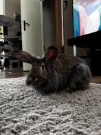 (Spoed) Lief konijn zoekt nieuw huisje!, Dieren en Toebehoren, Konijnen, Mannelijk