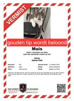 Vermist Muis !!!, Dieren en Toebehoren, Kat