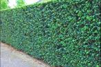 Portugese laurier, Tuin en Terras, Planten | Bomen, Overige soorten, 100 tot 250 cm, Ophalen, Volle zon