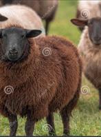 Gezocht onbehandelde bruine of witte schapenwol, Dieren en Toebehoren, Meerdere dieren, Schaap