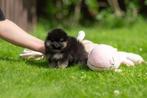 Pomeriaan | Pomeranian | Puppy | Teefje | Stamboom | Beertje, 8 tot 15 weken, Buitenland, Teef, Eén hond
