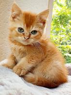 Bijzonder mooie en gezonde kittens BKH, Meerdere dieren, Ontwormd, 0 tot 2 jaar