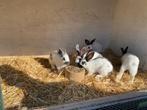 lotharingers, Dieren en Toebehoren, Meerdere dieren, Groot, 0 tot 2 jaar