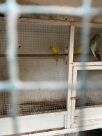 Halsband parkieten, Dieren en Toebehoren, Meerdere dieren, Parkiet