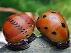 Neritina red spotted, Slak of Weekdier