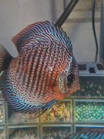 Meerdere Bewezen koppels discus vissen, Dieren en Toebehoren, Vis