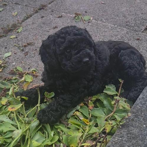 Lieve Cockapoo pup, zwart, Dieren en Toebehoren, Honden | Niet-rashonden, Klein, Teef, Particulier, Eén hond, Nederland, 8 tot 15 weken