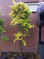 Acer palmatum Orange Dream Japanse esdoorn, Overige soorten, Ophalen