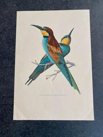 10 prenten zangvogels 16,5x 24 cm sanen 20 euro oa wielewaal beschikbaar voor biedingen